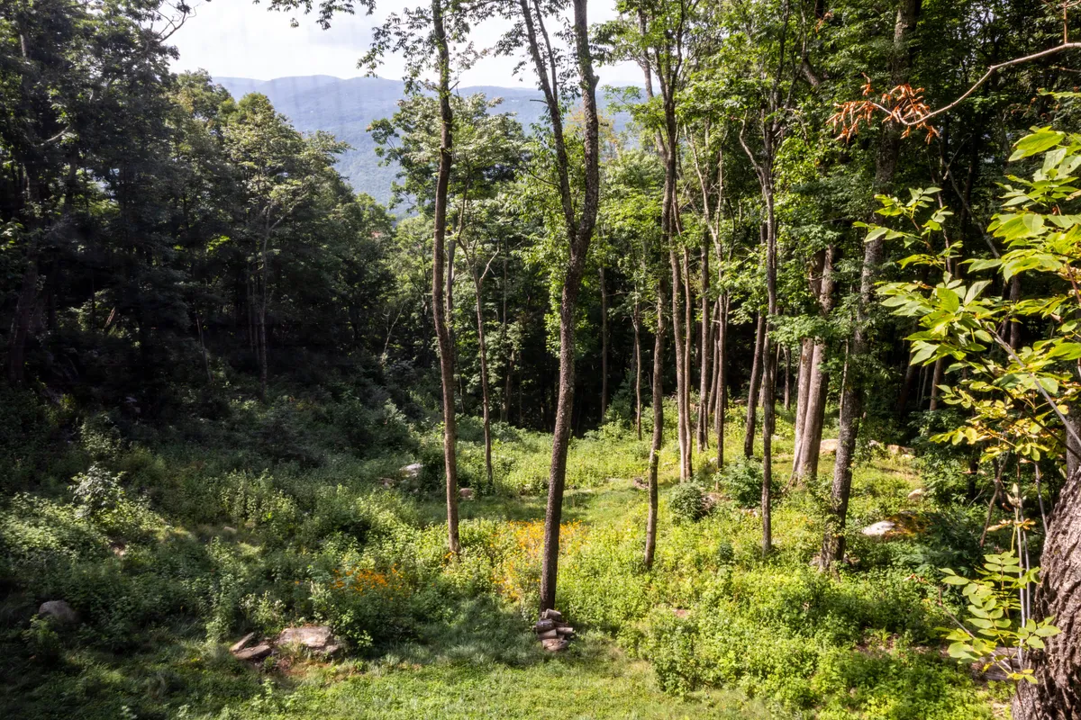 A scenic landscape of tall trees, wildflowers, and rock formations along a lush trail, inviting guests to explore the natural surroundings of Eagles Nest. The path suggests opportunities for hiking, wildlife watching, and outdoor discovery.